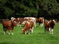 Vacas 